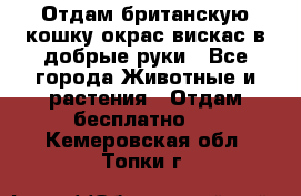 Отдам британскую кошку окрас вискас в добрые руки - Все города Животные и растения » Отдам бесплатно   . Кемеровская обл.,Топки г.